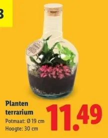 Aanbieding: Planten terrarium