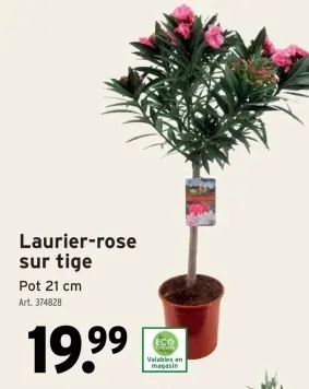 Offre: Laurier-rose