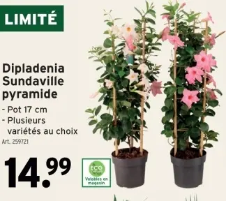 Offre: Dipladenia Sundaville pyramide