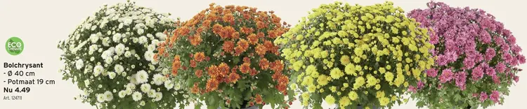 Promotie: Bolchrysant