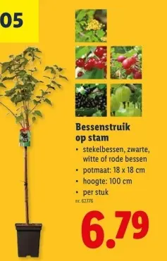 Promotie: Bessenstruik op stam