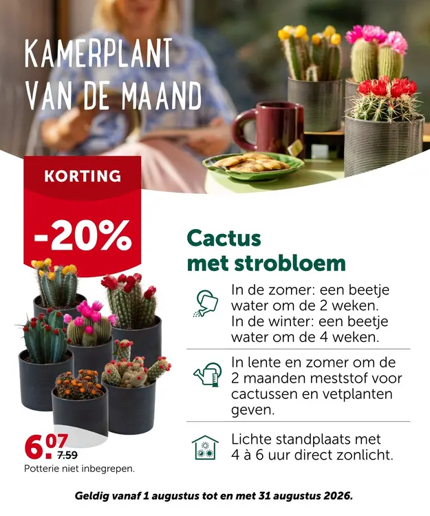 Promotie: Cactus met strobloem