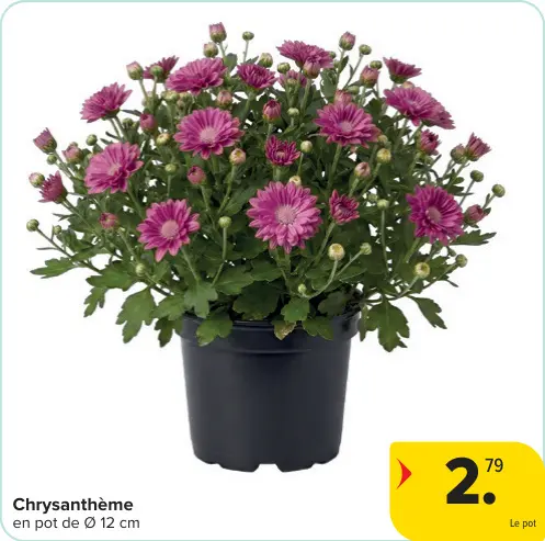 Offre: Chrysanthème