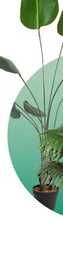 Aanbieding: Kunstplant strelitzia - 160 cm