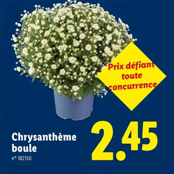 Offre: Chrysanthème boule