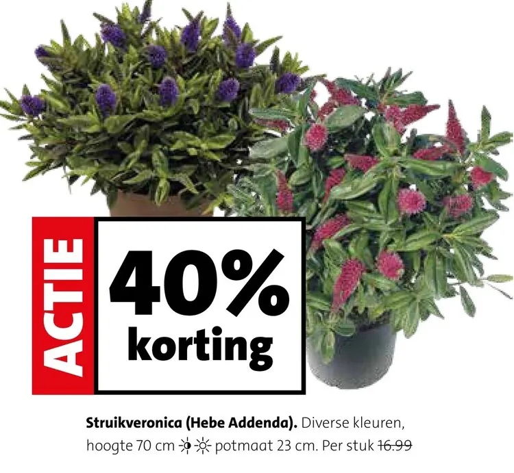 Aanbieding: Struikveronica (Hebe Addenda)