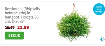 Aanbieding: Rotskoraal (Rhipsalis heteroclada) in hangpot