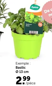 Offre: Basilic