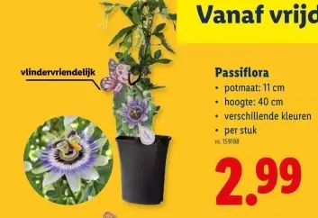 Promotie: Passiflora