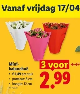 Promotie: Mini-kalanchoë