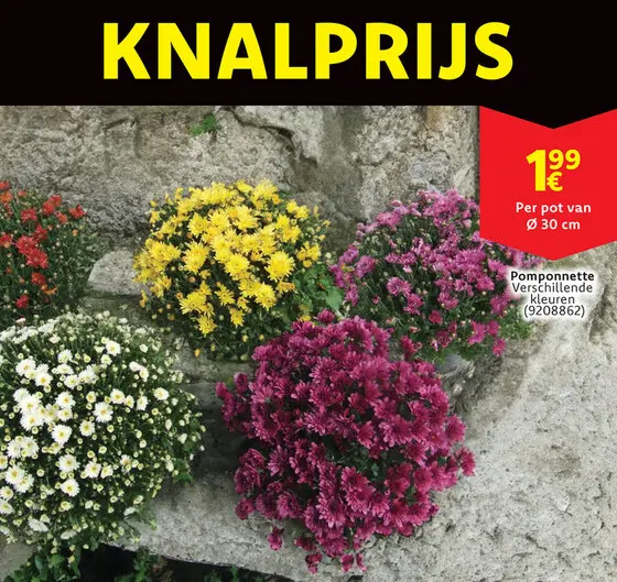 Aanbieding: Pomponnette