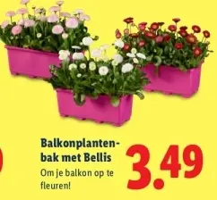 Aanbieding: Balkonplantenbak met Bellis