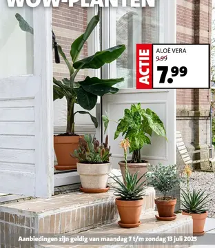Aanbieding: Aloë vera