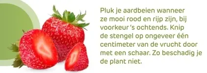 Promotie: Aardbeien