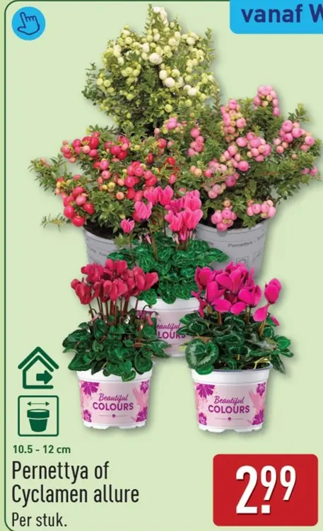 Aanbieding: Pernettya of Cyclamen allure