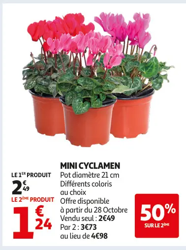 Aanbieding: Mini cyclamen