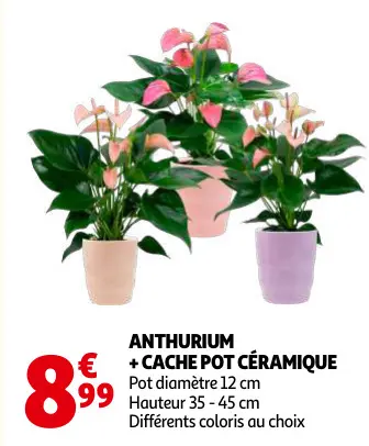 Offre: Anthurium