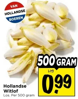 Aanbieding: Hollandse Witlof