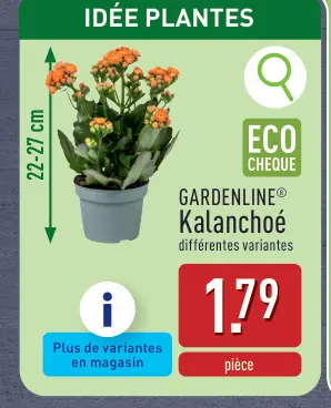 Offre: Kalanchoé