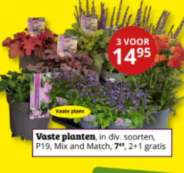 Aanbieding: Vaste planten