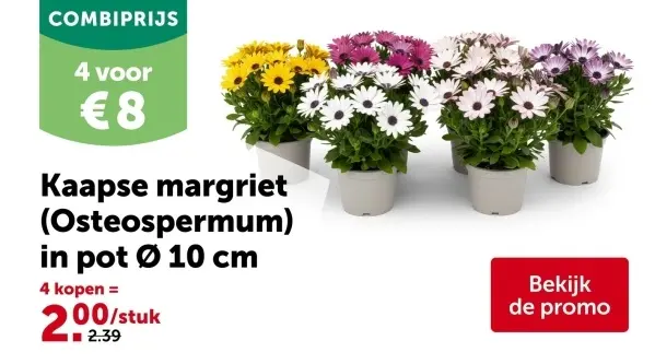 Promotie: Kaapse margriet (Osteospermum) in pot