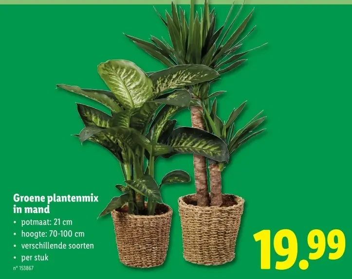 Promotie: Groene plantenmix in mand