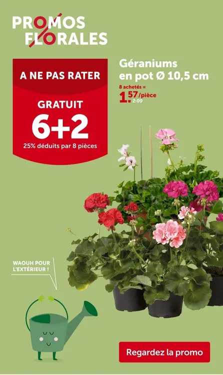 Offre: Géraniums