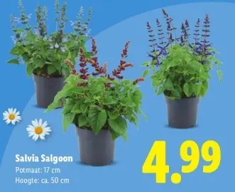 Aanbieding: Salvia Salgoon