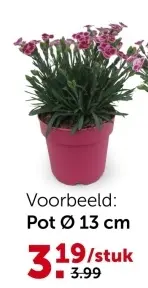 Promotie: Anjer (Dianthus) Pink Kisses in pot
