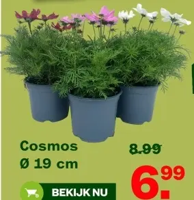 Aanbieding: Cosmos