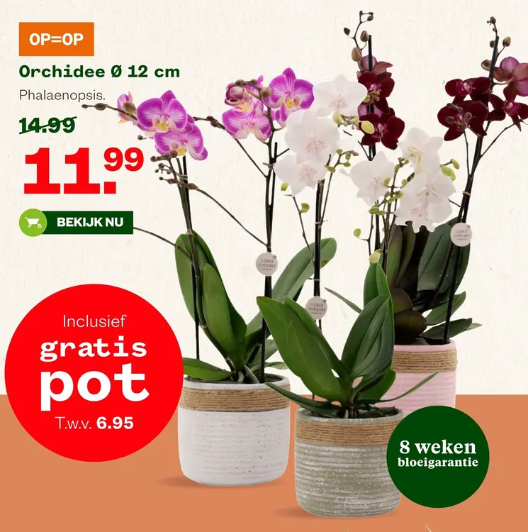 Aanbieding: Orchidee 12 cm