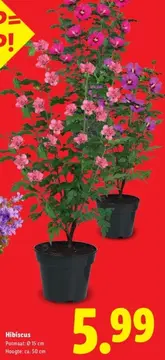Aanbieding: Hibiscus