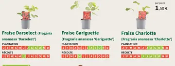 Offre: Fraise Charlotte