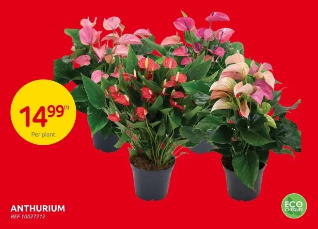 Promotie: Anthurium