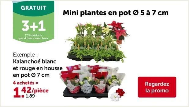 Offre: Mini plantes en pot