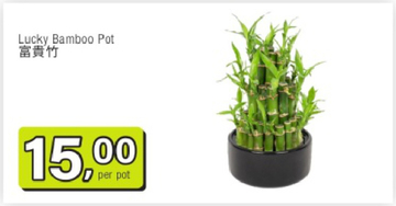 Aanbieding: Lucky Bamboo Pot 富貴竹