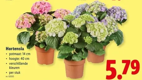 Promotie: Hortensia