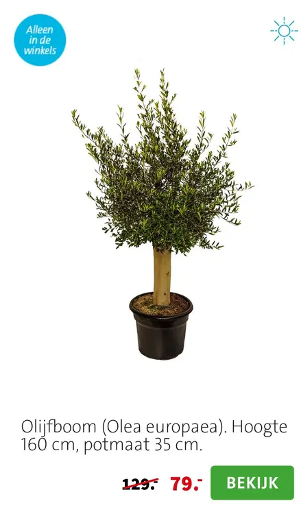 Aanbieding: Olijfboom (Olea europaea)