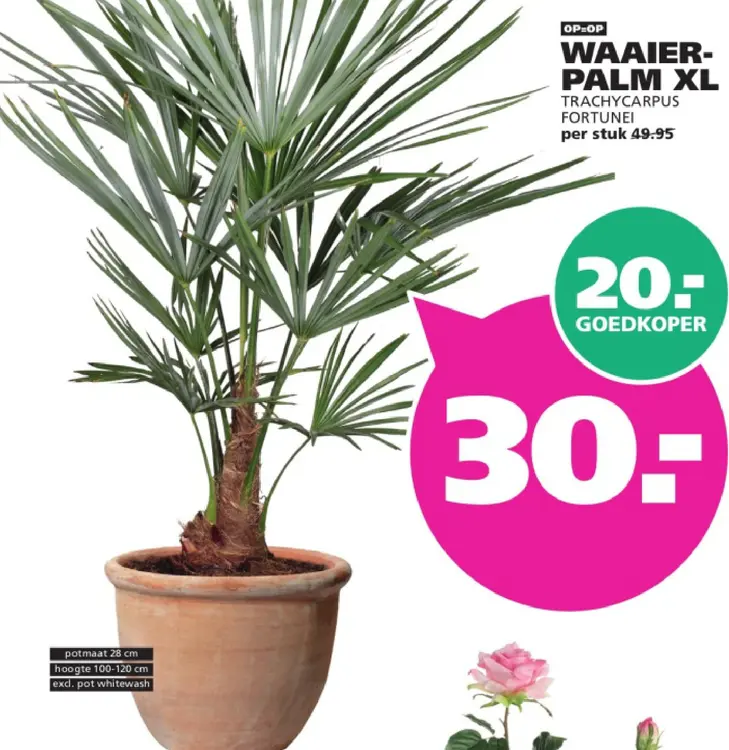 Aanbieding: Waaierpalm xl