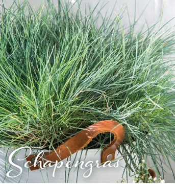 Aanbieding: Schapengras