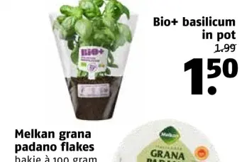 Aanbieding: basilicum in pot