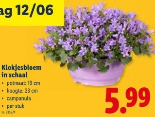 Promotie: Klokjesbloem in schaal