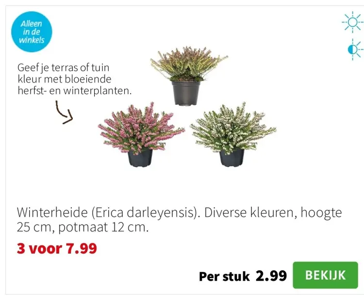 Aanbieding: Winterheide (Erica darleyensis)