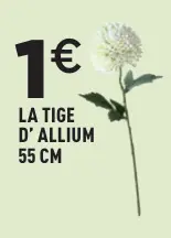 Offre: La tige d' allium / la tige de rose