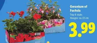 Aanbieding: Geranium of Fuchsia