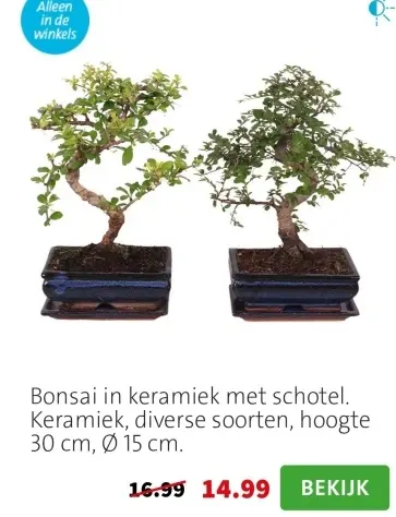 Aanbieding: Bonsai in keramiek met schotel