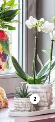 Aanbieding: Moederdagarrangement
