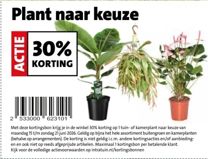 Aanbieding: Plant naar keuze