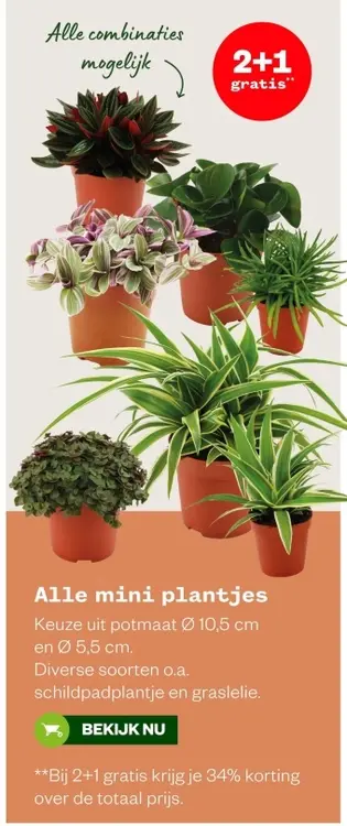 Aanbieding: Alle mini plantjes