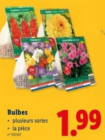 Offre: Bulbes